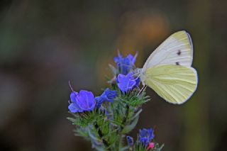 Byk Beyazmelek  (Pieris brassicae)