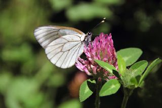 Al Beyaz (Aporia crataegi)