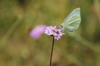 Kk Beyazmelek (Pieris rapae)