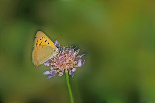 Benekli Bakr Gzeli (Lycaena phlaeas)