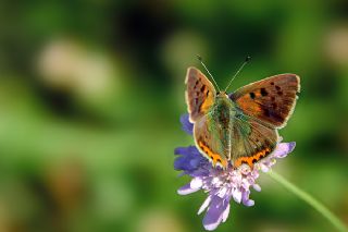 Benekli Bakr Gzeli (Lycaena phlaeas)