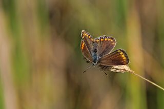 okgzl Esmer (Aricia agestis)
