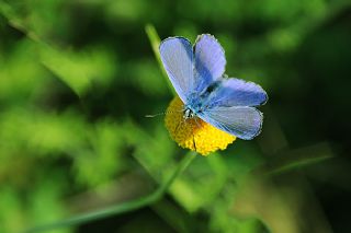 okgzl Mavi (Polyommatus icarus)