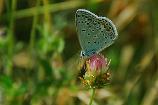 okgzl Mavi (Polyommatus icarus)