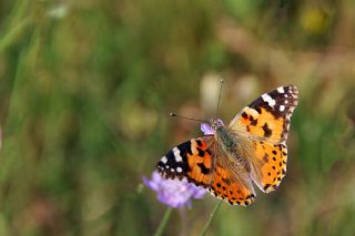 Diken Kelebei (Vanessa cardui)