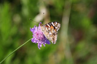 Diken Kelebei (Vanessa cardui)