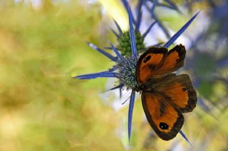 Pironiya (Pyronia tithonus)