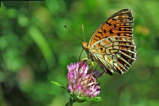 Niyobe (Fabriciana niobe)