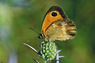 Pironiya (Pyronia tithonus)