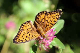 Niyobe (Fabriciana niobe)