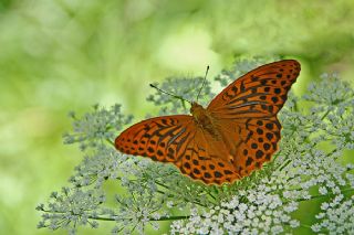 Cengaver (Argynnis paphia)