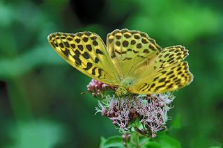 Bahadr (Argynnis pandora)