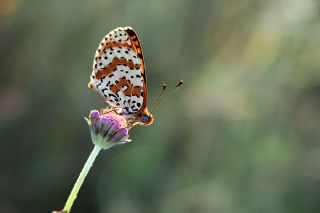 Benekli parhan (Melitaea didyma)