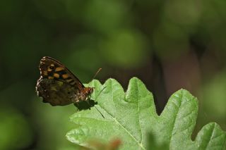 Karanlk Orman Esmeri (Pararge aegeria)