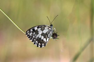 Orman Melikesi (Melanargia galathea)