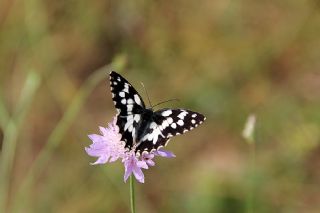 Orman Melikesi (Melanargia galathea)