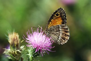 Seyit (Arethusana arethusa)