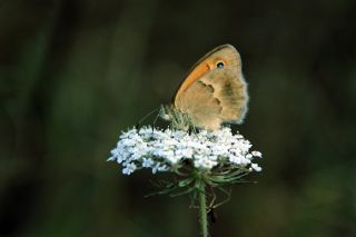 Kk Zpzp Perisi (Coenonympha pamphilus)