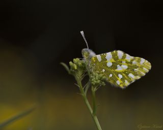 Da Oykls (Euchloe ausonia)