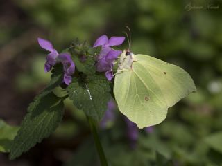 Orakkanat (Gonepteryx rhamni)