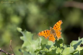 Da Oykls (Euchloe ausonia)