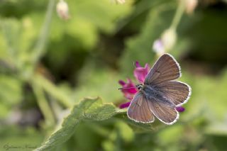 Da Oykls (Euchloe ausonia)