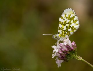 Turuncu Ssl (Anthocharis cardamines)