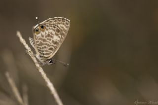 Mavi Zebra (Leptotes pirithous)