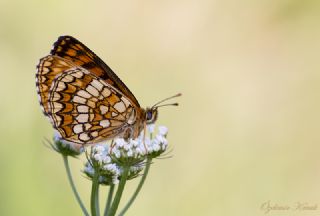 Amannisa (Melitaea athalia)