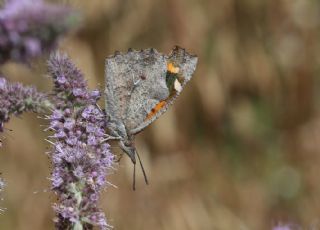 �itlembik Kelebe�i&nbsp;(Libythea&nbsp;celtis)