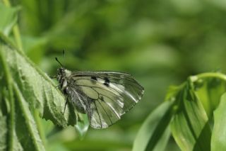Dumanl Apollo (Parnassius mnemosyne)