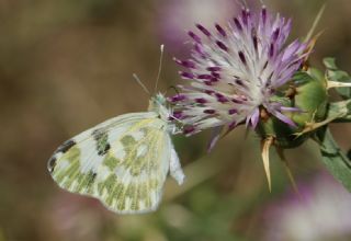 Yeni Beneklimelek (Pontia edusa)
