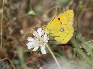 Sar Azamet (Colias croceus)