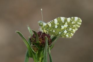 Da Oykls (Euchloe ausonia)