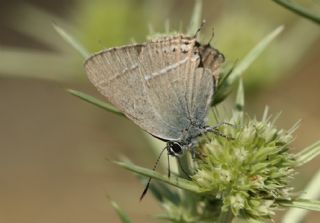 Gzel Sevbeni (Satyrium spini)