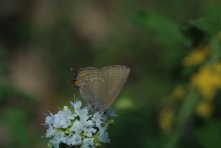 B�y�k Sevbeni&nbsp;(Satyrium&nbsp;ilicis)