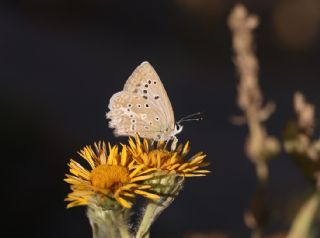 okgzl Dafnis (Polyommatus daphnis)