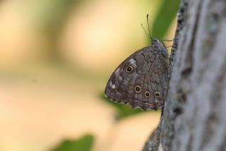 Aa Esmeri (Kirinia roxelana)
