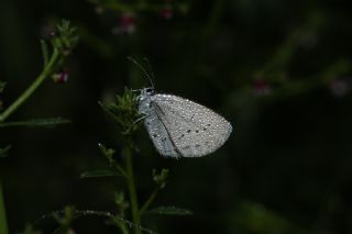 Fransz Everesi (Cupido alcetas)