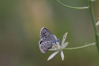 Himalaya Mavisi (Pseudophilotes vicrama)