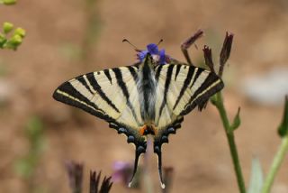 Erik Krlangkuyruk (Iphiclides podalirius)