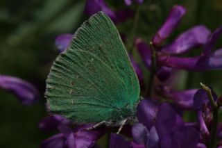 Anadolu Zmrt (Callophrys paulae)