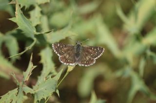 Zeytuni Zpzp (Pyrgus serratulae)