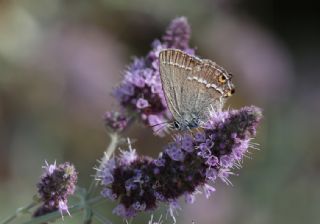 Sevbeni (Satyrium abdominalis)