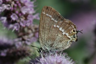 Sevbeni (Satyrium abdominalis)