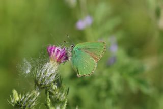 Zmrt (Callophrys rubi)