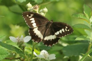 Kara Murat (Brintesia  circe)
