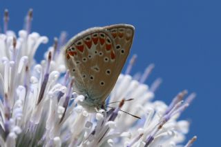 okgzl Meneke Mavisi (Polyommatus thersites)