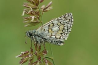 Sarbandl Zpzp (Pyrgus sidae)