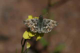 ark Zpzp (Carcharodus orientalis)